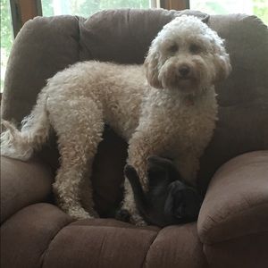 Meet your Posher, Elizabeth